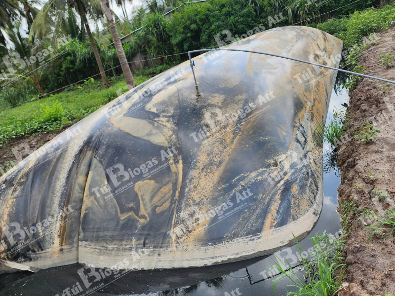 túi biogas siêu to cho 200 heo