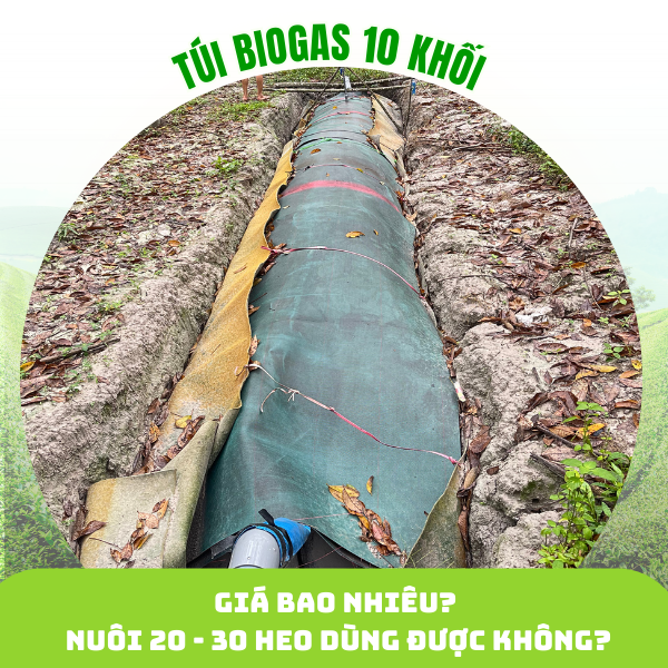 Túi biogas 10 khối giá bao nhiêu Nuôi 20–30 heo có dùng được không